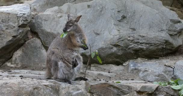 Grazing kangaroo, baby looking from female bag — Stock Video