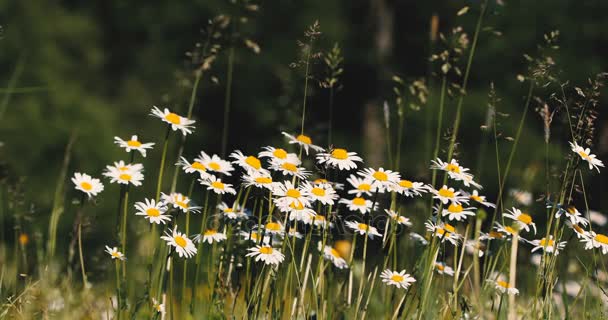 Witte marguerite of daisy bloem op weide in lente wind — Stockvideo