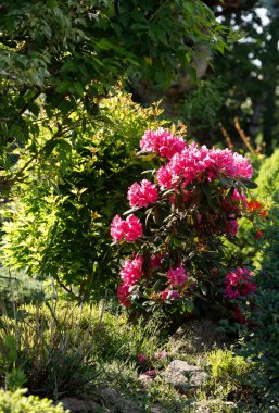 Bahar bahçesinde pembe rhododendron açelya çiçekleri