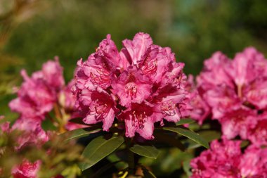 Bahar bahçesinde pembe rhododendron açelya çiçekleri