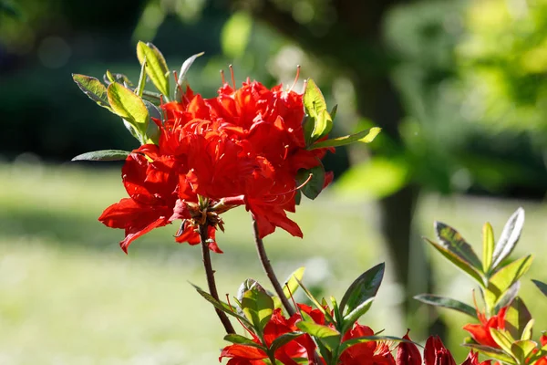 Red rhododendron azalea blooms in spring garden — Stock Photo, Image