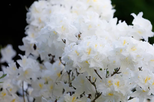 Квітуча квіткова лазалія, рододендрон навесні — стокове фото