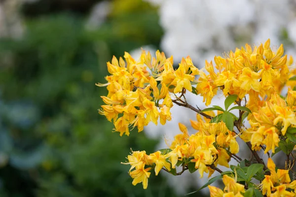 Ανθοφορία των λουλουδιών αζαλέα, ροδοντενίδρο στον κήπο άνοιξη — Φωτογραφία Αρχείου