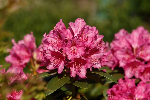 Rosa rododendro azálea floresce no jardim da primavera — Fotografia de Stock