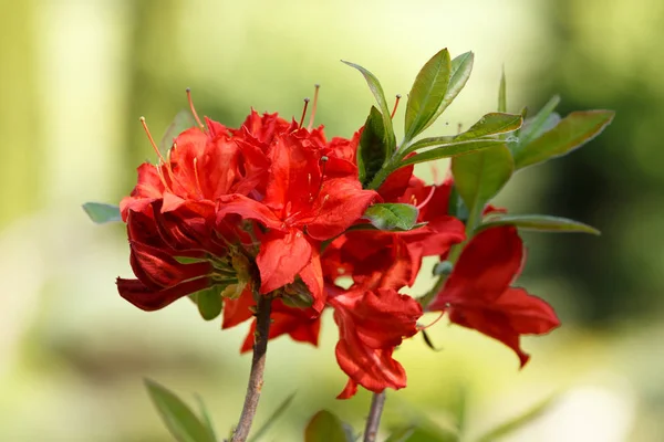 Red rhododendron azalea blooms in spring garden — Stock Photo, Image