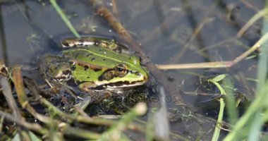 Yeşil marsh frog pond, Avrupa yaban hayatı üzerinde