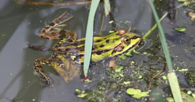 Yeşil marsh frog pond, Avrupa yaban hayatı üzerinde