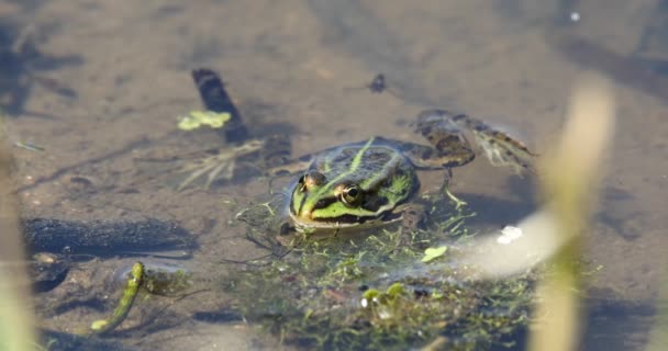 Grenouille marécageuse verte sur étang, faune européenne — Video