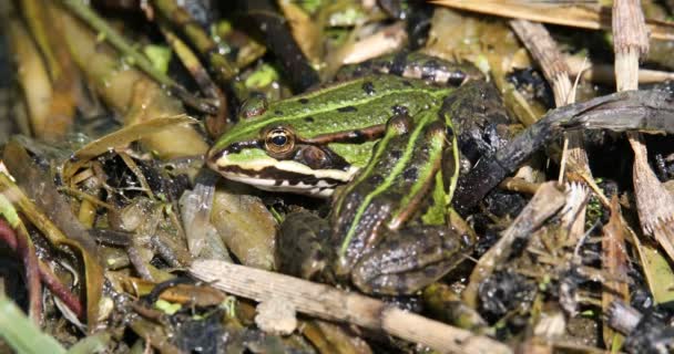 Grenouille marécageuse verte sur étang, faune européenne — Video