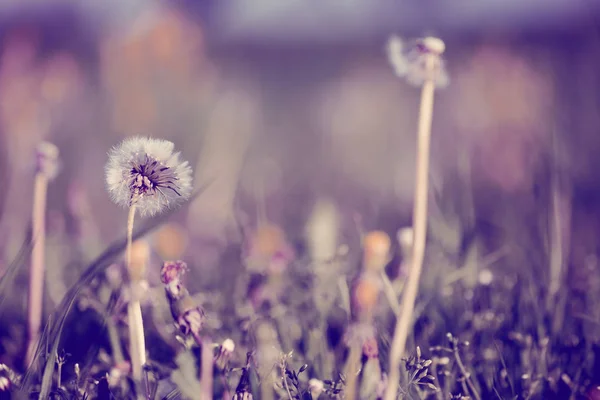 Close up of Dandelion, spring abstract color background — Stock Photo, Image