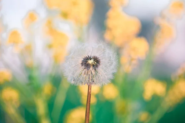 Gros plan de pissenlit, printemps abstrait fond de couleur — Photo