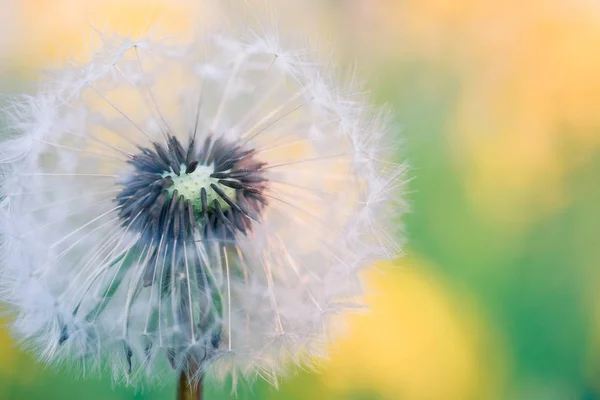 Close up of Dandelion, spring abstract color background — Stock Photo, Image