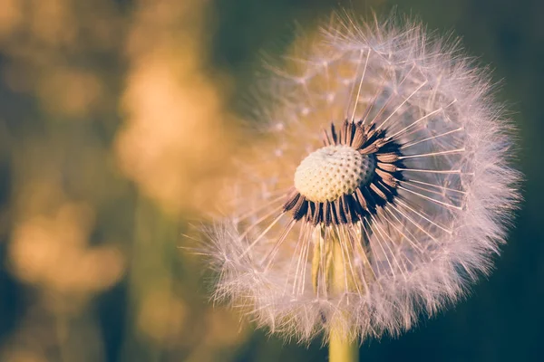 Close up of Dandelion, spring abstract color background — Stock Photo, Image