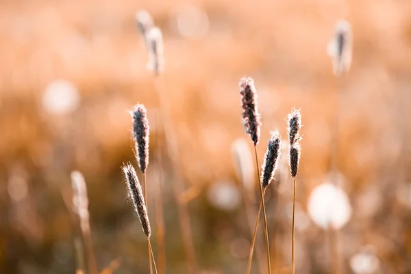 Fond printanier avec herbe sur prairie — Photo