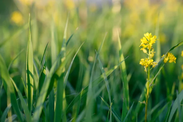 Fondo de primavera con hierba en el prado —  Fotos de Stock