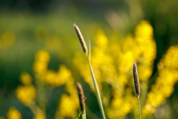 Spring background with grass on meadow — Stock Photo, Image