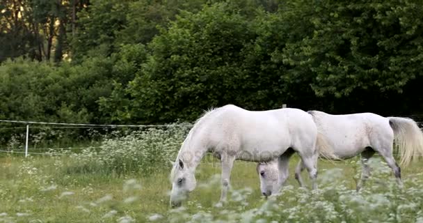 Белая лошадь пасутся на весеннем лугу — стоковое видео