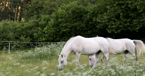 Vit häst betar på en våräng — Stockvideo