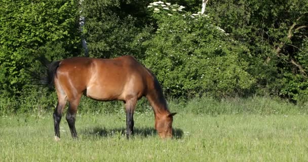 茶色の馬が春の牧草地で放牧します。 — ストック動画