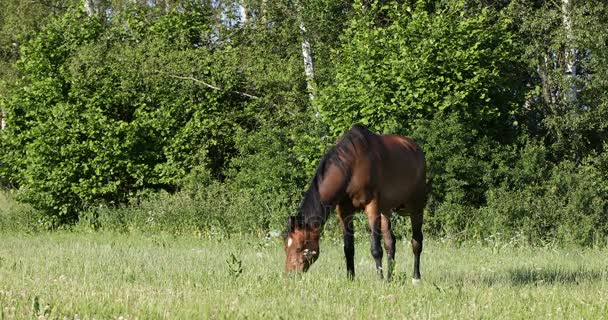 le cheval brun broute dans une prairie printanière 