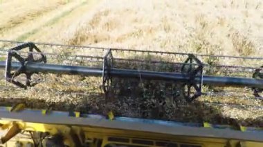 Sarı tarım Çiftçi hasat alanında birleştirmek