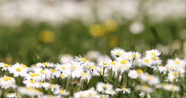 Küçük beyaz papatya çiçekler bahar esintisi ile yeşil çimen