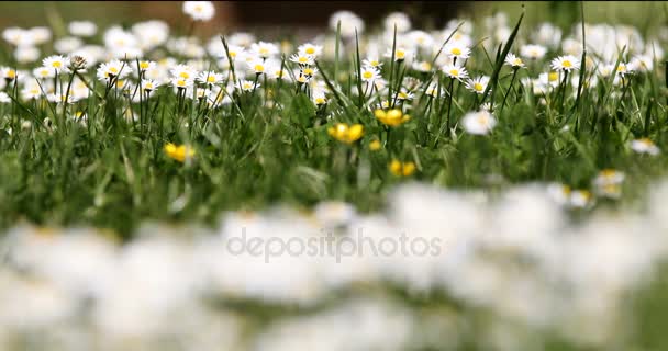 Pequeñas flores de margarita blanca en hierba verde con brisa primaveral — Vídeo de stock