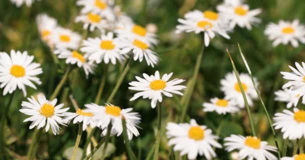 Pequeñas flores de margarita blanca en hierba verde con brisa primaveral — Vídeos de Stock
