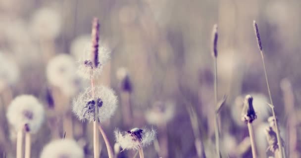 Pissenlit avec des graines sur le pré dans la brise du printemps — Video