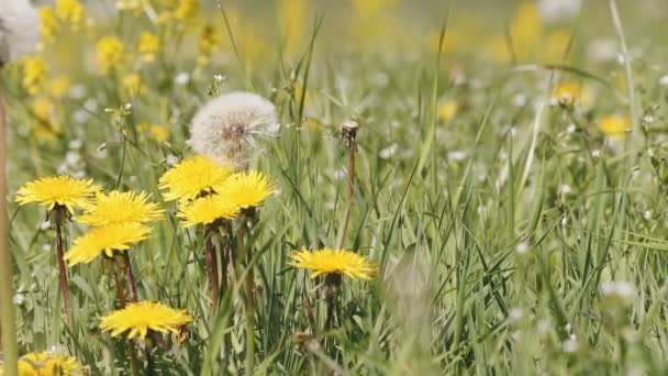 Pan move over dandelion on meadow in spring breeze — Stock Video