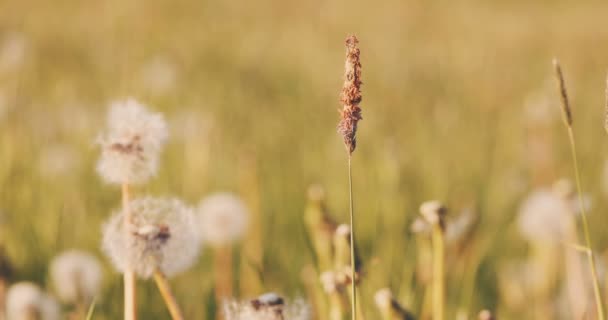 Karahindiba tohum bahar esintisi çayır üzerinde — Stok video