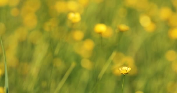Divoké žluté Pryskyřník květina na louce v jarní vánek — Stock video