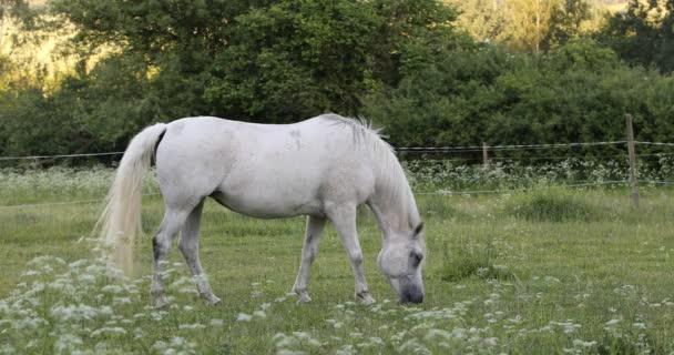 cheval blanc est pâturage dans une prairie de printemps