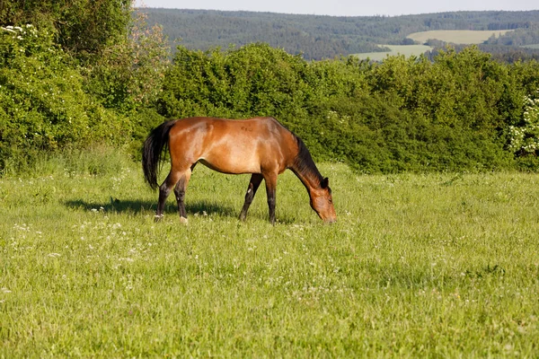 Kahverengi at bir bahar çayır otlatma — Stok fotoğraf