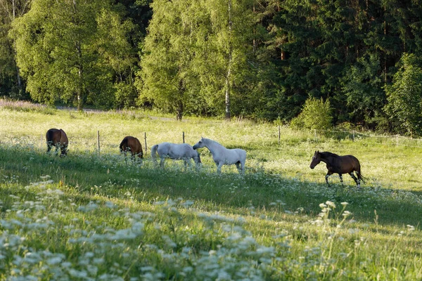 Hermoso rebaño de caballos pastan en el prado de primavera — Foto de Stock