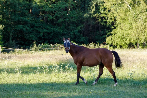 Je hnědé koně pasoucí se na jarní louce — Stock fotografie