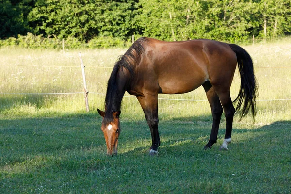 Brązowy koń jest wypas w wiosenna łąka — Zdjęcie stockowe