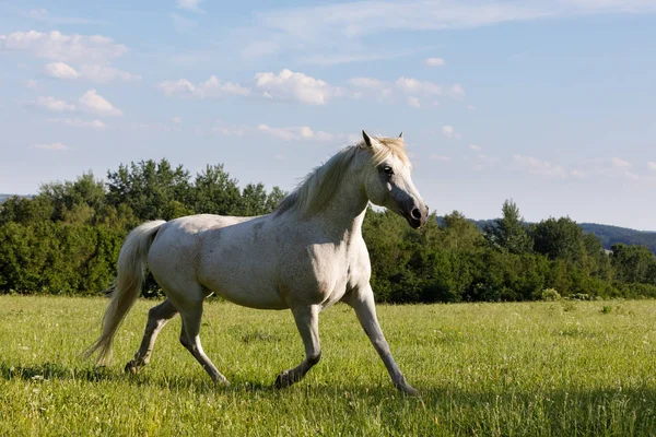 Fehér ló futás-ban tavasz legelő, rét — Stock Fotó