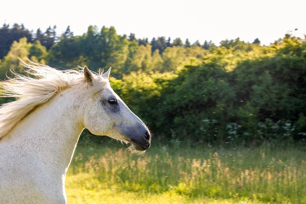 Beyaz at bahar mera çayırda çalıştıran — Stok fotoğraf