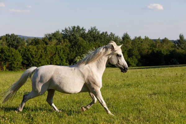 Beyaz at bahar mera çayırda çalıştıran — Stok fotoğraf