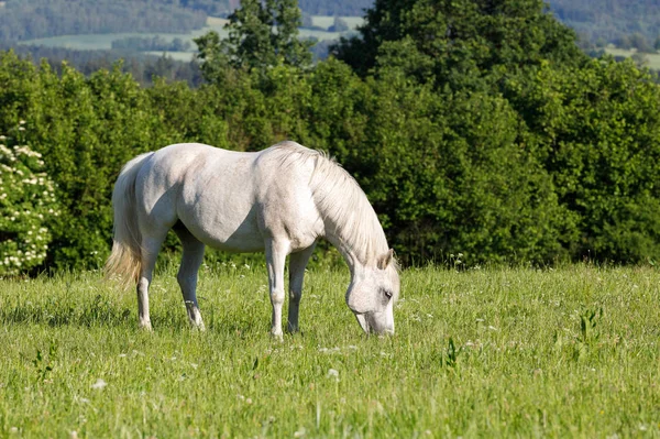 Beyaz at çayırda otluyor. — Stok fotoğraf