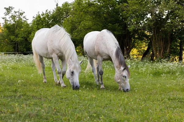 Dwóch białych koni jest wypas w wiosenna łąka — Zdjęcie stockowe