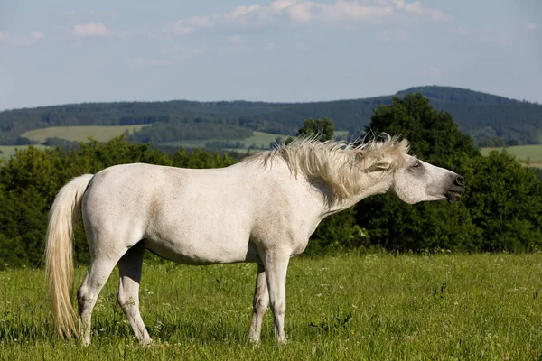 Fehér ló legel egy tavaszi réten — Stock Fotó