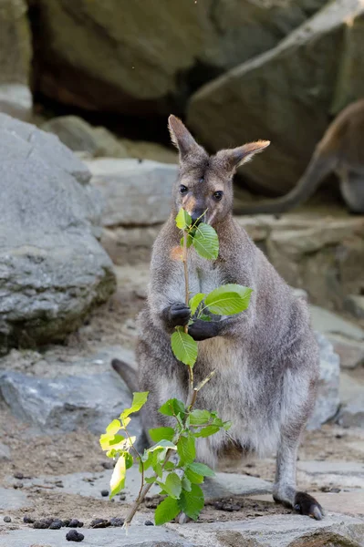 Red-necked Wallaby kangaroo baby graze — Stock Photo, Image
