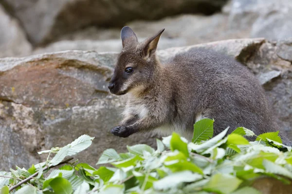 Vörösnyakú Wallaby kenguru baba graze — Stock Fotó