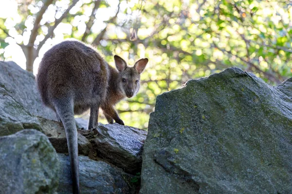 Wallaby canguru bebê de pescoço vermelho — Fotografia de Stock