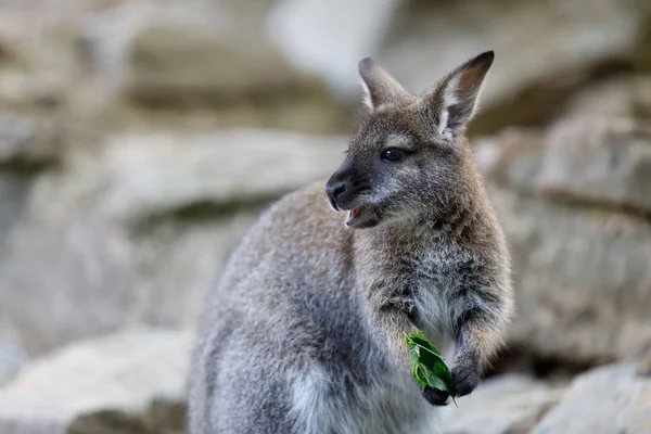 Perkoz rdzawoszyi dzieckiem kangura Wallaby — Zdjęcie stockowe