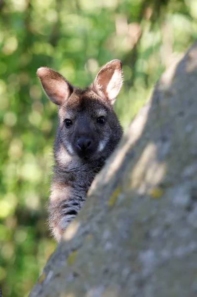 Kızıl enseli kanguru kanguru bebek — Stok fotoğraf