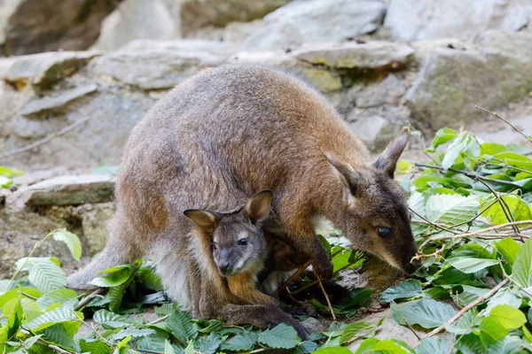 Fêmea de canguru com bebê pequeno no saco — Fotografia de Stock