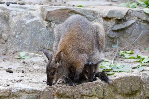 袋に小さな赤ちゃんカンガルーの雌 — ストック写真